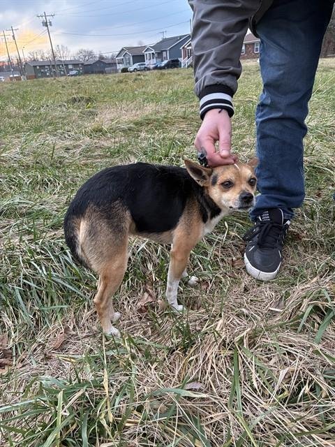 A793078 - Chihuahua available for adoption