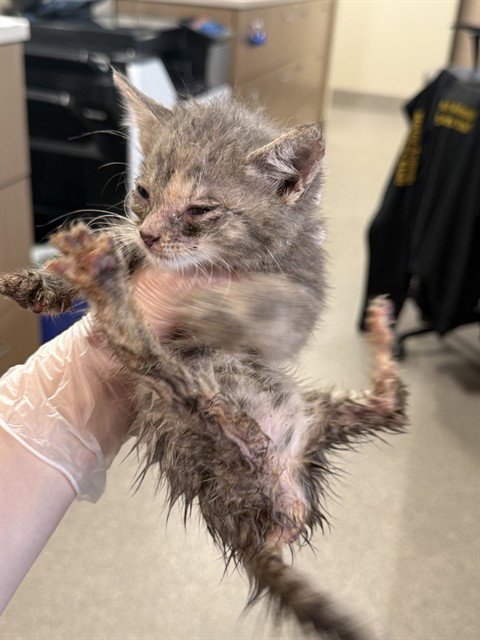 DOT TATTLER - Domestic Short Hair available for adoption