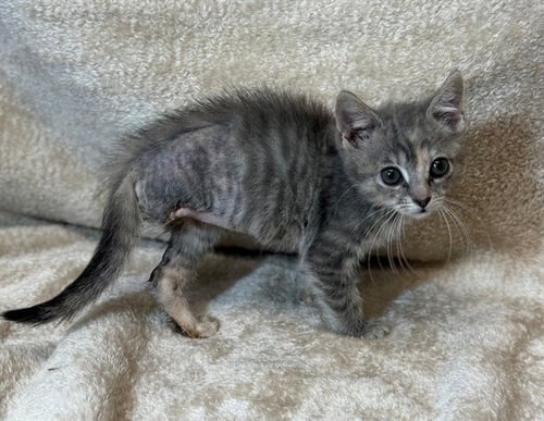 DOT TATTLER - Domestic Short Hair available for adoption