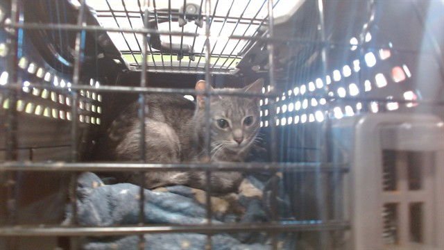 GREYSON - Domestic Short Hair available for adoption