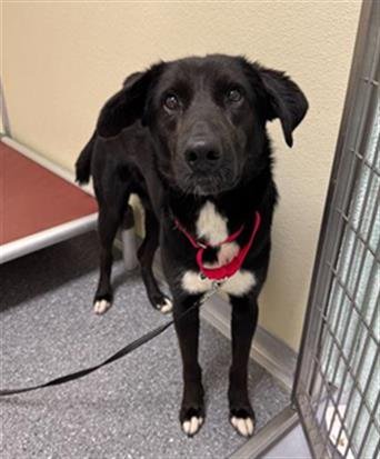 CHILDISH GAMBINO - Labrador Retriever available for adoption