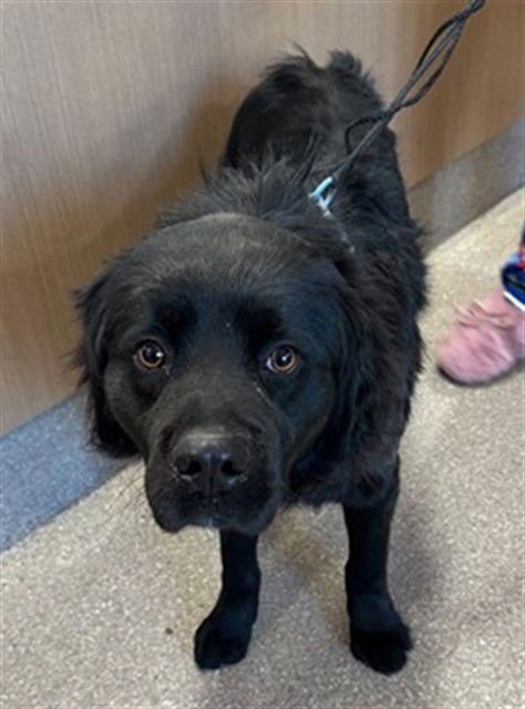 SUPER SMASH BROS - Chow Chow available for adoption