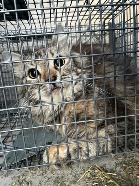 A795465 - Domestic Long Hair available for adoption