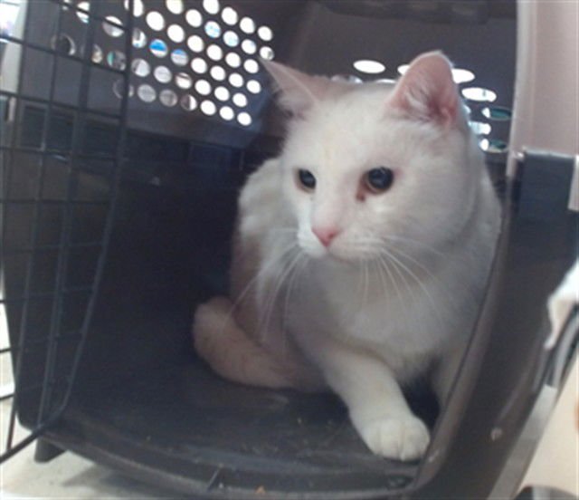 CHARMIN - Domestic Short Hair available for adoption