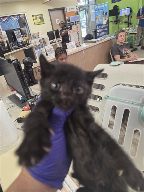 COCA COLA - Domestic Short Hair available for adoption