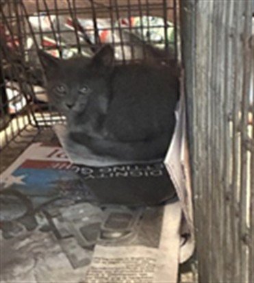SEASMOKE - Domestic Short Hair available for adoption