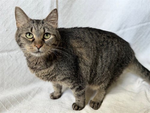 JENNIFER COOLIDGE - Domestic Short Hair available for adoption