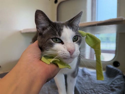 ROLL - Domestic Short Hair available for adoption