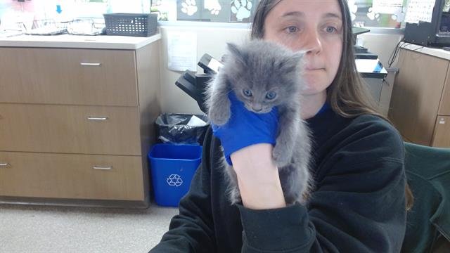 BETSY ROSS - Domestic Medium Hair available for adoption