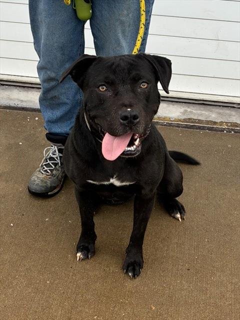 JAY DUB - Pit Bull Terrier available for adoption