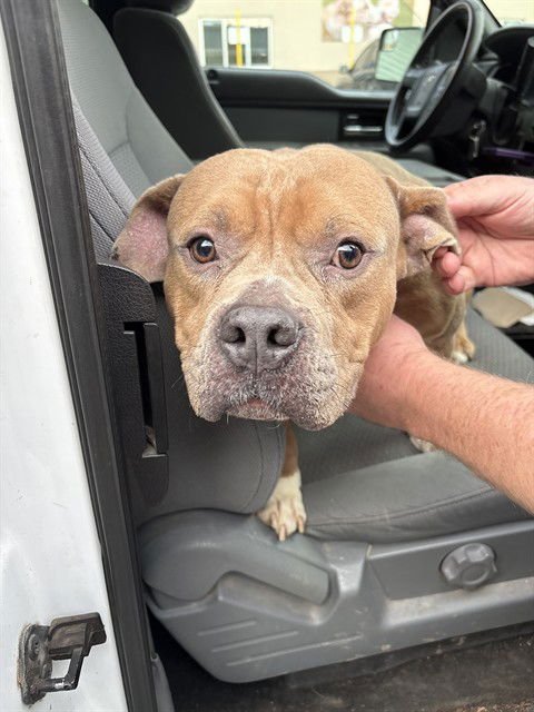 KINETIC - Staffordshire Bull Terrier available for adoption