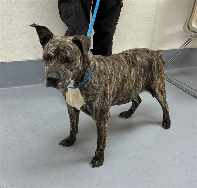 CARACARA - Pit Bull Terrier available for adoption