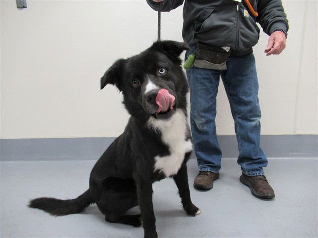 BANDIT - Border Collie available for adoption