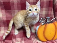 JACK SKELLINGTON - Photo 1