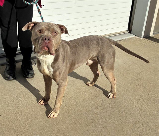 HAZELNUT MCSOFTHANDS - Pit Bull Terrier available for adoption