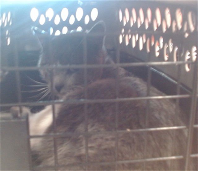 WEMBLEY - Domestic Short Hair available for adoption