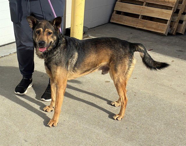 OK BOOMER - German Shepherd Dog available for adoption
