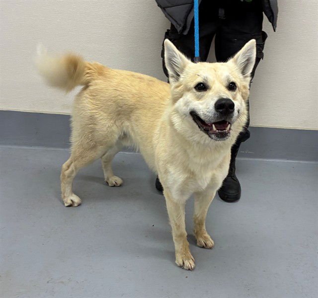 PROFESSAURUS - German Shepherd Dog available for adoption