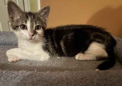 SHRIMP SANDWICH - Domestic Short Hair available for adoption