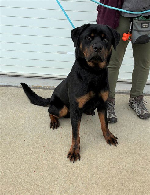 LAMB OF BOB - Rottweiler available for adoption