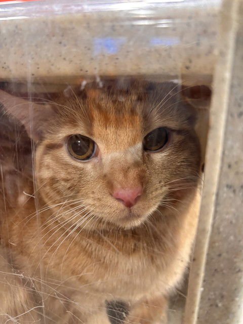 A793370 - Domestic Short Hair available for adoption