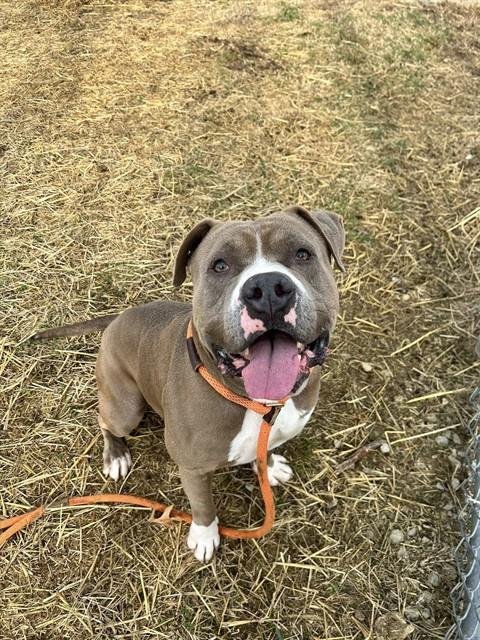 BOBCAT GOLDTHWAIT - Pit Bull Terrier available for adoption