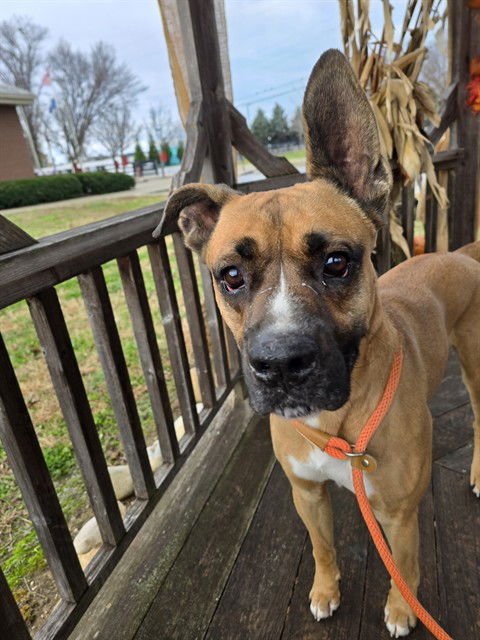 MOUTH FULLA GOLD - Boxer available for adoption