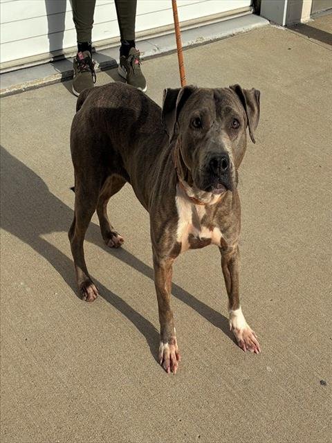 CACTIBALL - Cane Corso Mastiff available for adoption