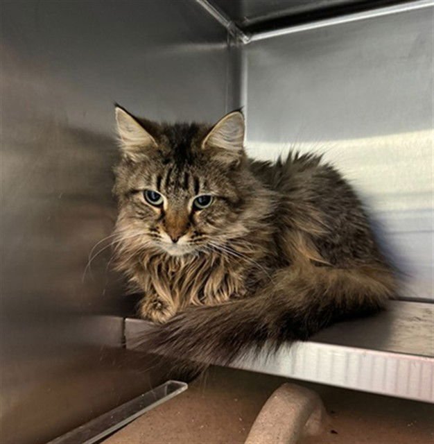 SAFFRON - Domestic Medium Hair available for adoption