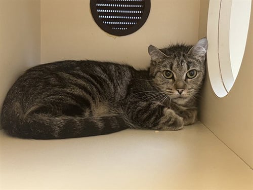 PARCHEESI - Domestic Short Hair for adoption in Louisville