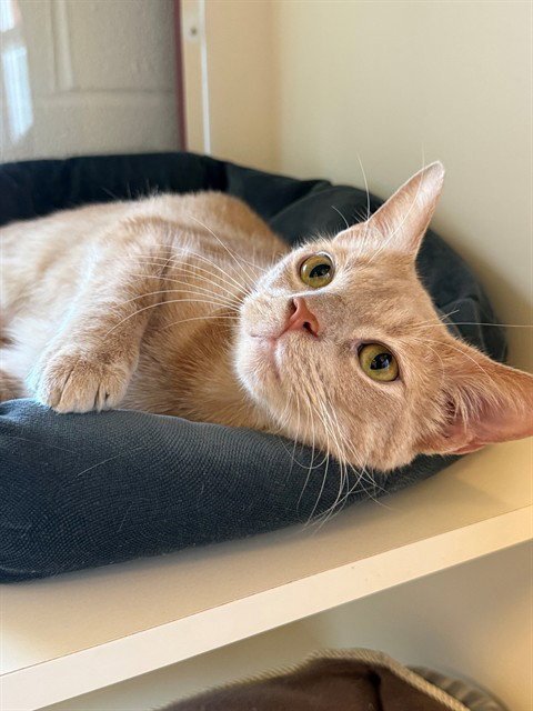GRIZZLY - Domestic Short Hair available for adoption