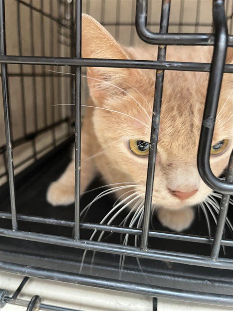 GRIZZLY - Domestic Short Hair available for adoption