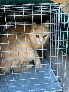 CALEB - Domestic Long Hair available for adoption