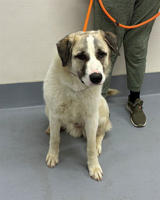 BRIOCHE - Great Pyrenees available for adoption