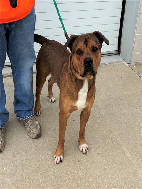 MOOLAH - Boxer available for adoption