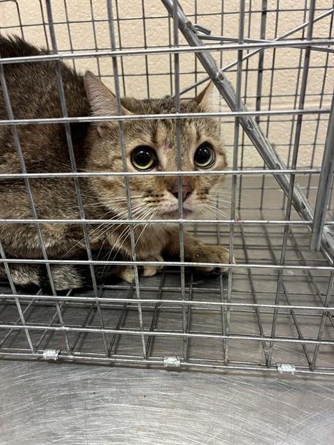 QUAVO - Domestic Short Hair available for adoption