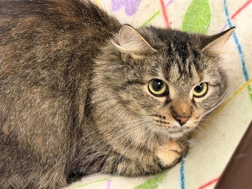 OH.. NO. - Domestic Medium Hair for adoption in Louisville