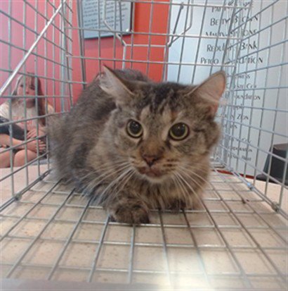 A799999 - Domestic Medium Hair available for adoption