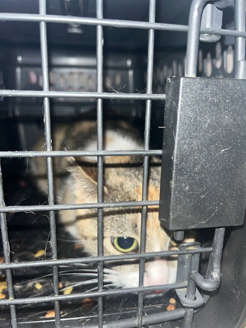 A799873 - Domestic Short Hair available for adoption