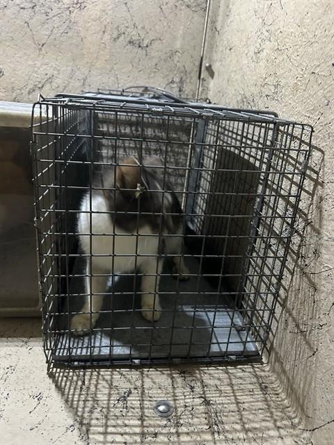 A794359 - Domestic Short Hair available for adoption