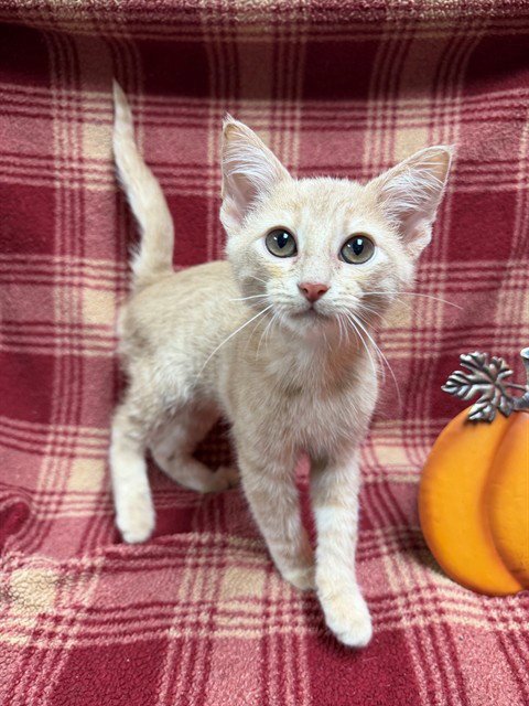 AJ - Domestic Short Hair available for adoption