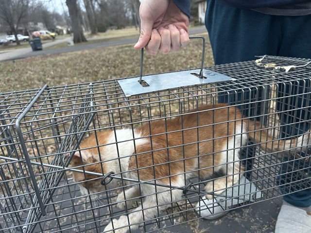 JENNY MURRAY - Domestic Short Hair available for adoption