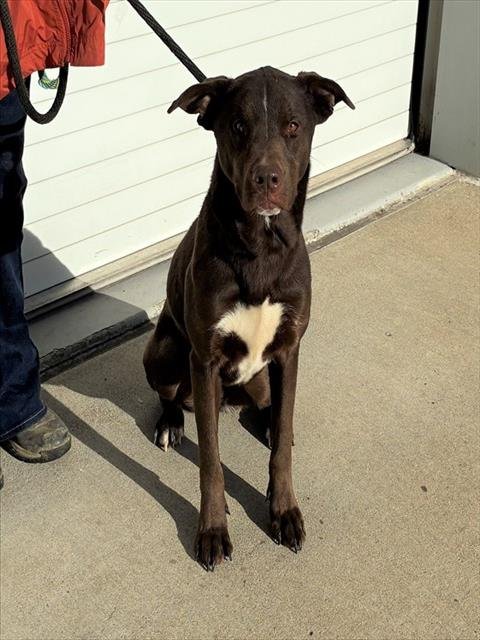 KPOT - Labrador Retriever available for adoption
