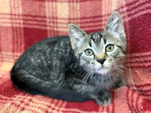 BOO - Domestic Short Hair available for adoption