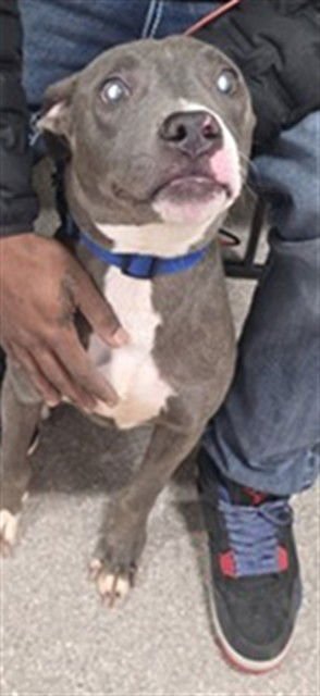 WILD THING - American Staffordshire Terrier available for adoption