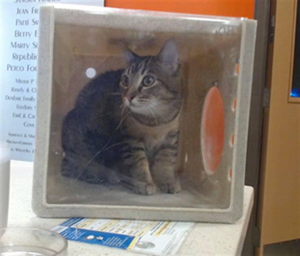 SAMSUNG - Domestic Short Hair available for adoption