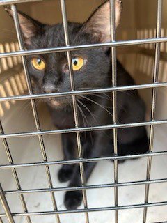 A800608 - Domestic Short Hair available for adoption