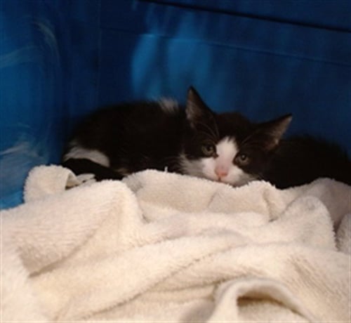A799190 - Domestic Short Hair available for adoption