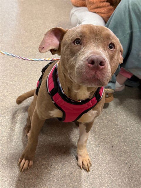 BROOKLYN - Staffordshire Bull Terrier available for adoption