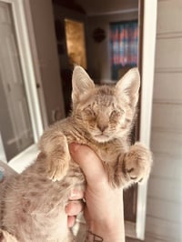 BITSY - Photo 1